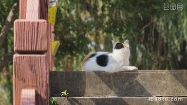 4K猫在台阶上晒太阳